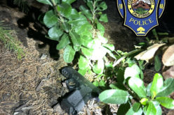 Woman Arrested for Multiple Firearms Offenses at a Parking Lot