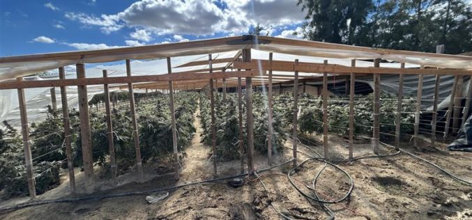 Kern County Authorities Arrest Five Individuals in Connection with Illegal Cannabis Grow Operations
