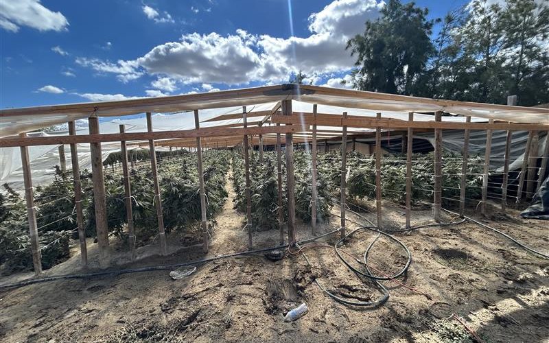 Kern County Authorities Arrest Five Individuals in Connection with Illegal Cannabis Grow Operations