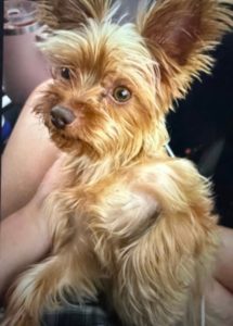 Yorkshire Terrier Winnie