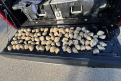 Four Individuals Cited for Illegal Clamming, 93 Undersized Pismo Clams Recovered