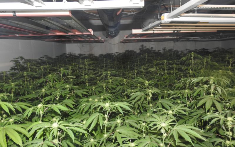 Authorities Reportedly Seize 46 Pounds of Processed Cannabis from Illegal Indoor Grow Site in Mokelumne Hill