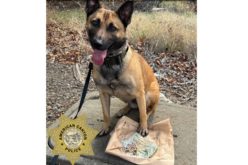 K9 Officer Nova Aids in Apprehension, Stolen Currency Recovery After Traffic Collision