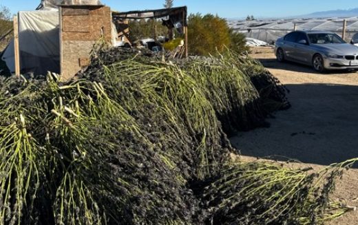 Two Arrested in Connection with Illegal Cannabis Cultivation in Remote Kern County