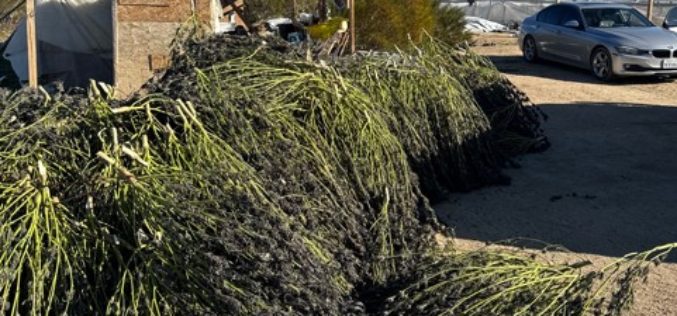 Two Arrested in Connection with Illegal Cannabis Cultivation in Remote Kern County