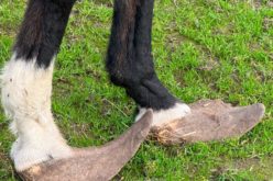 Merced County Man Arrested for Alleged Felony Animal Cruelty; 20 Animals Recovered