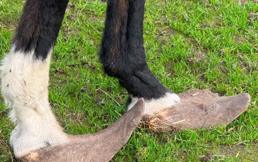 Merced County Man Arrested for Alleged Felony Animal Cruelty; 20 Animals Recovered