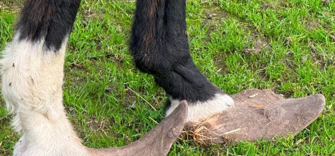 Merced County Man Arrested for Alleged Felony Animal Cruelty; 20 Animals Recovered