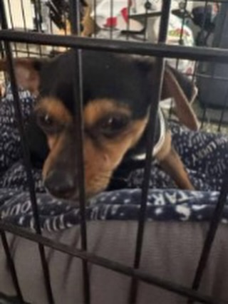 Money the 6-month-old puppy, located safe - Courtesy of Monterey County Sheriff's Office