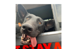 San Joaquin Deputies Credit K9 Jet for Locating Hiding in Crawl Space Under Home