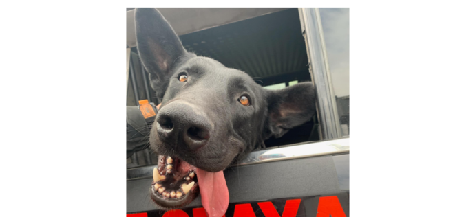 San Joaquin Deputies Credit K9 Jet for Locating Hiding in Crawl Space Under Home