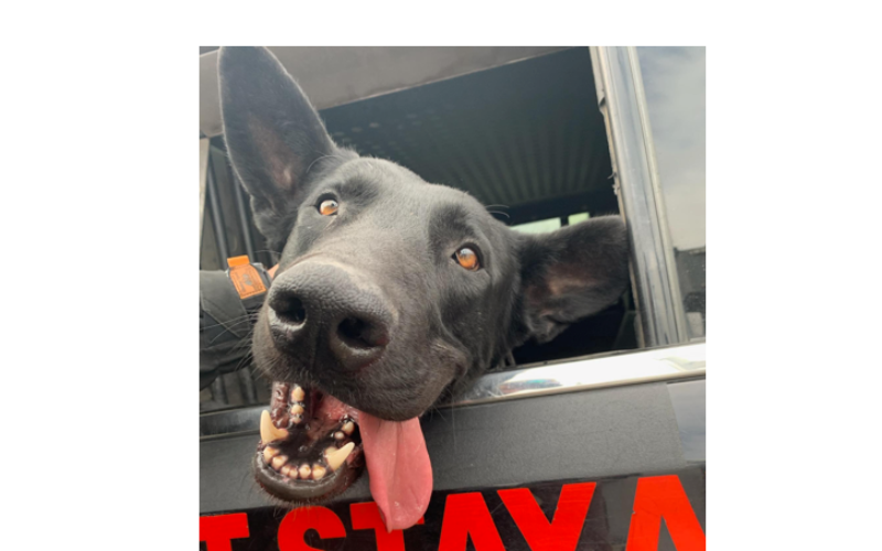 San Joaquin Deputies Credit K9 Jet for Locating Hiding in Crawl Space Under Home