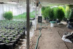 Large Amounts of Cannabis, Psychedelic Mushrooms Reportedly Seized in Drug Raid