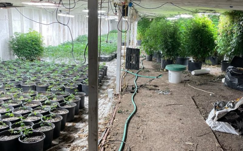 Large Amounts of Cannabis, Psychedelic Mushrooms Reportedly Seized in Drug Raid