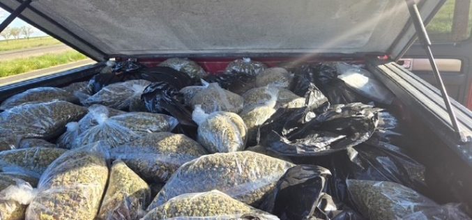 Large Marijuana Bust on I-5: 200 Pounds Seized in Colusa County