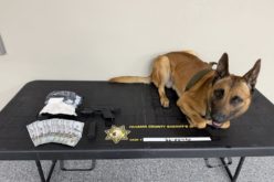 K9 Gibbs Sniffs Out Narcotics and Illegal Firearm During I-5 Traffic Stop Near Cottonwood Scales