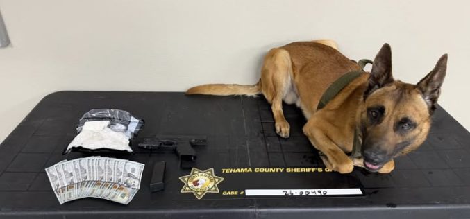 K9 Gibbs Sniffs Out Narcotics and Illegal Firearm During I-5 Traffic Stop Near Cottonwood Scales