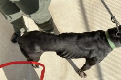 San Benito County Man Arrested on Felony Animal Cruelty Charges