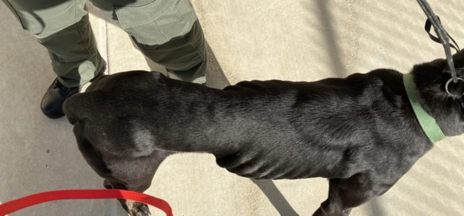 San Benito County Man Arrested on Felony Animal Cruelty Charges