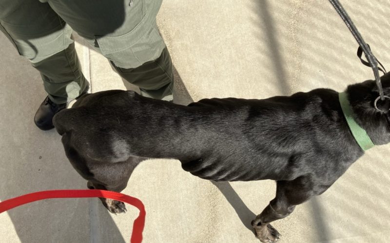 San Benito County Man Arrested on Felony Animal Cruelty Charges