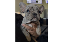 Chico Police Recover Stolen Frenchie Puppy, Suspect Reportedly Faces Grand Theft Charges