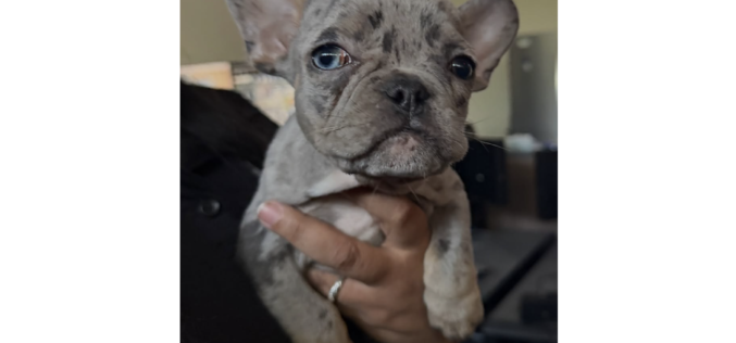 Chico Police Recover Stolen Frenchie Puppy, Suspect Reportedly Faces Grand Theft Charges