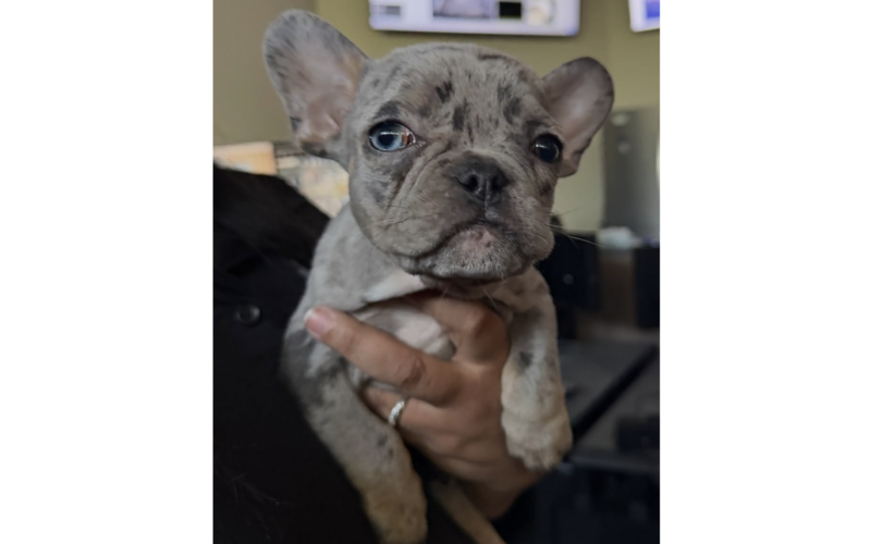 Chico Police Recover Stolen Frenchie Puppy, Suspect Reportedly Faces Grand Theft Charges