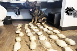 K-9 Unit Assists in Seizure of 38 Pounds of Methamphetamine During Vehicle Stop
