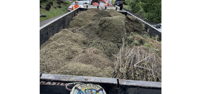 Solano County Auto Theft Task Force Reportedly Seizes Nearly 900 Pounds of Cannabis from Illegal Grow Operation