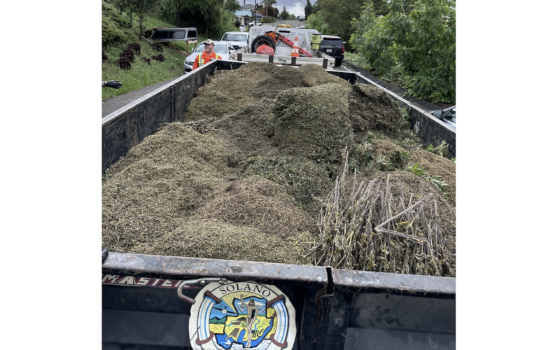 Solano County Auto Theft Task Force Reportedly Seizes Nearly 900 Pounds of Cannabis from Illegal Grow Operation