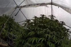 Joint Enforcement Operations Eradicate Over 14,000 Illegal Cannabis Plants in Nevada County