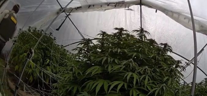 Joint Enforcement Operations Eradicate Over 14,000 Illegal Cannabis Plants in Nevada County