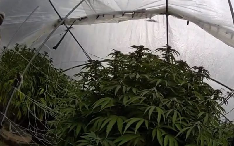 Joint Enforcement Operations Eradicate Over 14,000 Illegal Cannabis Plants in Nevada County