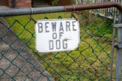 Alturas Police Investigating Serious Dog Attack