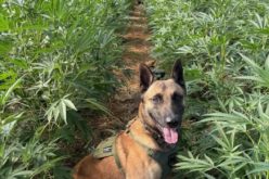 Stonyford Raid: Task Force Dismantles Illegal Cultivation Sites