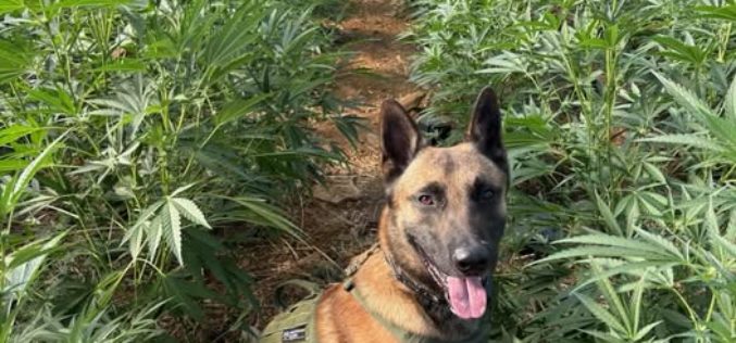 Stonyford Raid: Task Force Dismantles Illegal Cultivation Sites