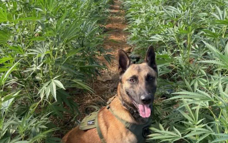 Stonyford Raid: Task Force Dismantles Illegal Cultivation Sites