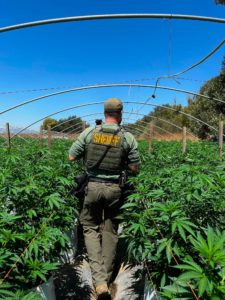 image from scene - courtesy of san benito county sheriff's office