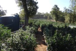 Calaveras County Authorities Dismantle Illegal Cannabis Grow Operation