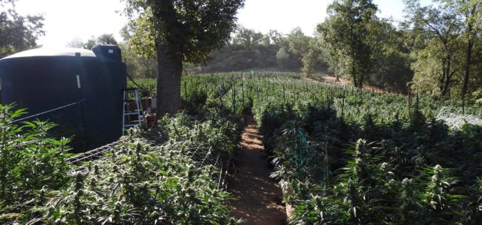 Calaveras County Authorities Dismantle Illegal Cannabis Grow Operation