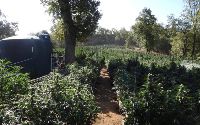 Calaveras County Authorities Dismantle Illegal Cannabis Grow Operation