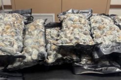 Probationer Arrested for Possession of Steroids and Psilocybin Mushrooms for Sale