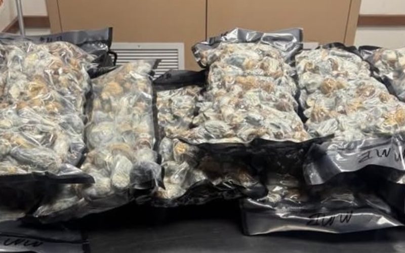 Probationer Arrested for Possession of Steroids and Psilocybin Mushrooms for Sale