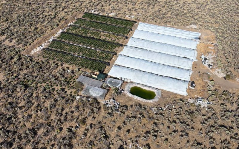 Massive Multi-Agency Operation Targeting Illegal Commercial Marijuana Operations Eradicates over 150,000 Illicit Cannabis Plants