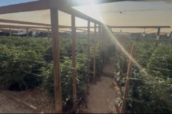 Kern County Authorities Dismantle Large Illegal Cannabis Grow Operation