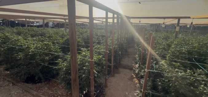 Kern County Authorities Dismantle Large Illegal Cannabis Grow Operation