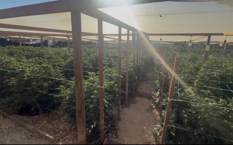 Kern County Authorities Dismantle Large Illegal Cannabis Grow Operation